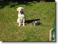 Labrador Retriever