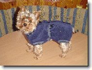 Jorkrsk terier, Yorkshire Terrier,