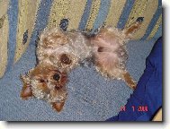 Jorkrsk terier, Yorkshire Terrier,