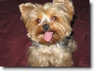 Jorkrsk terier, Yorkshire Terrier,