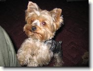 Jorkrsk terier, Yorkshire Terrier,