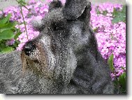 Zwergschnauzer, Miniature Schnauzer