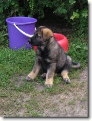 German Shepherd Dog