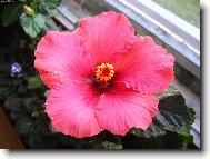 Hibiscus rosa-sinensis