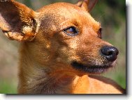 PRAGUE RATTER