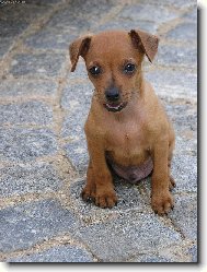 PRAGUE RATTER