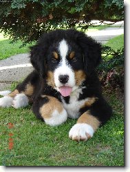 Berner Sennenhund