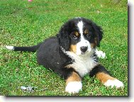 Berner Sennenhund