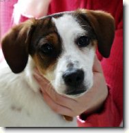 Parson Russel Terrier