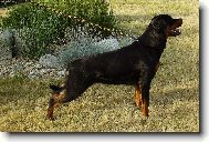 Rottweiler