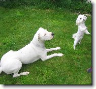 Dogo Argentino