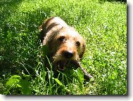 Dachshund