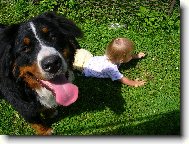 Berner Sennenhund