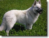 White swiss shepherd dog \\\\\(Dog standard\\\\\)