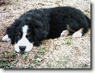 Berner Sennenhund