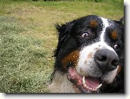 Berner Sennenhund