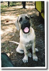 English Mastiff