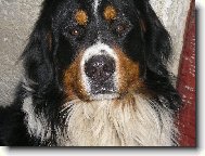 Berner Sennenhund