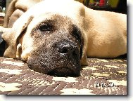 English Mastiff