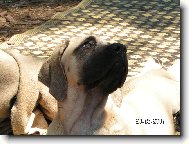 English Mastiff