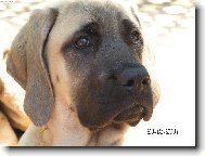 English Mastiff