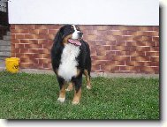 Berner Sennenhund