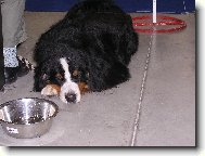 Berner Sennenhund