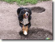 Berner Sennenhund