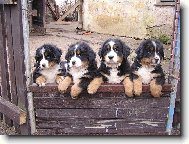 Berner Sennenhund