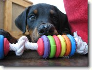 Dobermann, Doberman
