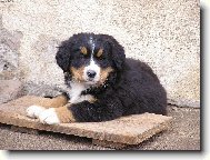 Berner Sennenhund