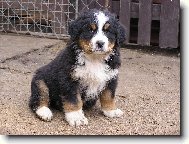 Berner Sennenhund