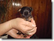PRAGUE RATTER