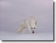 Berger Blanc Suisse, White Swiss Shepherd Dog