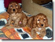 English Cocker Spaniel