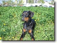 Dobermann, Doberman