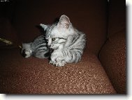 British shorthairs cat