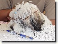 Coton de Tulear