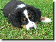 Berner Sennenhund