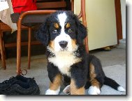 Berner Sennenhund