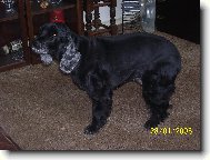 American Cocker Spaniel