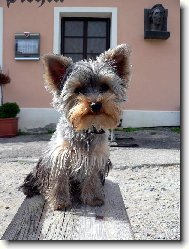 Jorkrsk terier, Yorkshire Terrier,