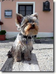 Jorkrsk terier, Yorkshire Terrier,