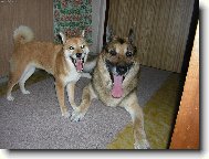 Shiba Inu
