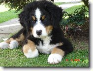 Berner Sennenhund
