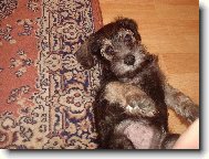 Zwergschnauzer, Miniature Schnauzer