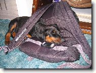 Dobermann, Doberman