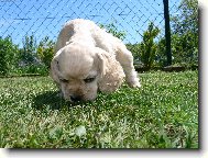 American Cocker Spaniel