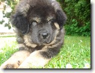 Tibetan Mastiff