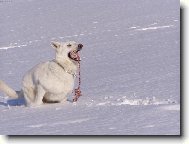 White swiss shepherd dog \\\\\\\\\\\\\\\\\\\\\(Dog standard\\\\\\\\\\\\\\\\\\\\\)